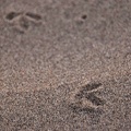 Vogelspuren im Sand